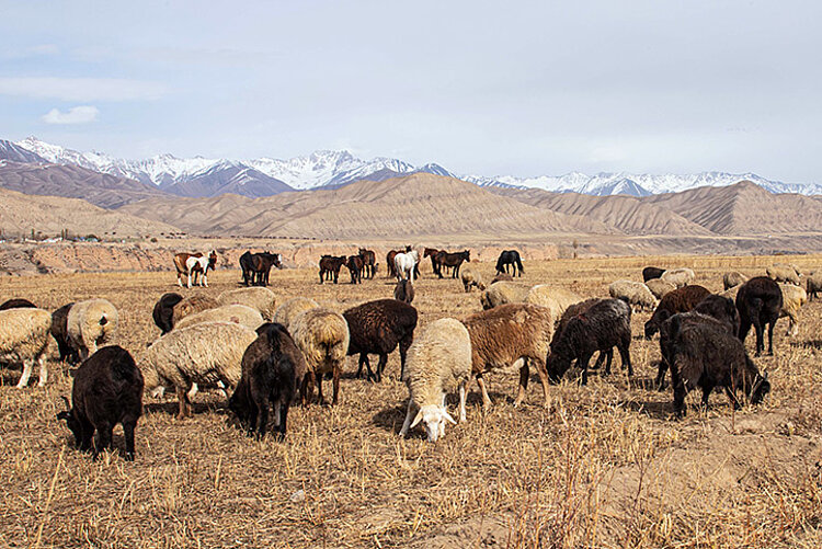 Schafherde und Pferde vor kirgisischen Bergen