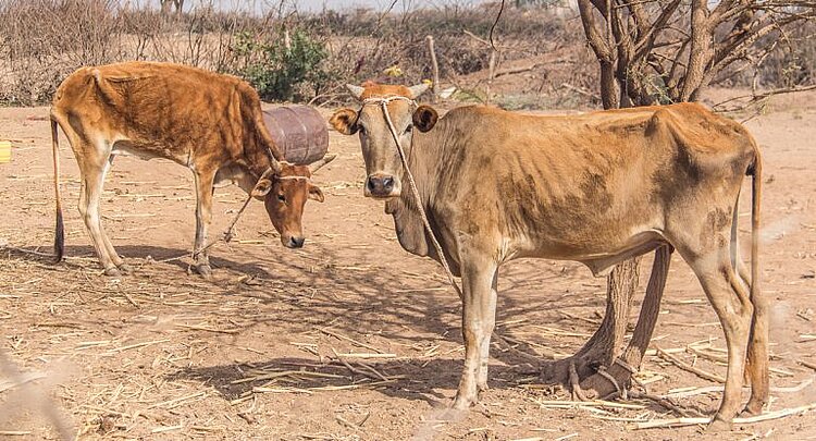 zwei ausgemergelte Kühe in karger Landschaft